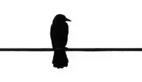 silhouette of a single crow on a wire